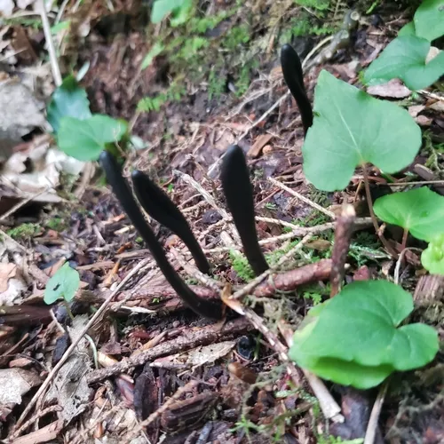 Slimy Earthtongue