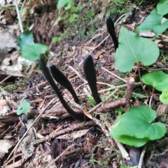 Slimy Earthtongue thumbnail 1
