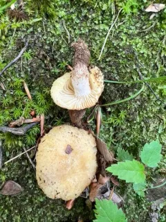 Russula earlei thumbnail 2