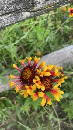 Lanceleaf blanketflower thumbnail 2