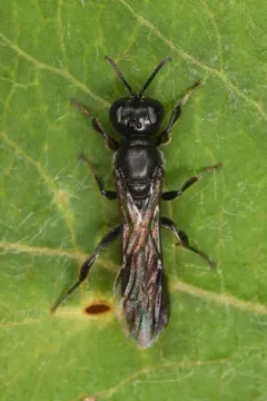 Crossocerus barbipes thumbnail 1