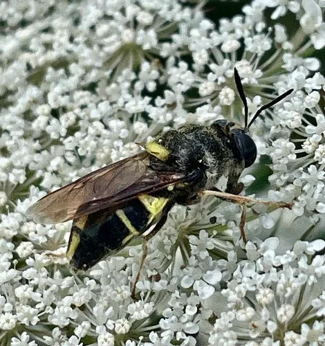 Stratiomys norma