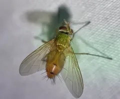 Leskia depilis thumbnail 2