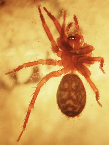 Cicurina pusilla