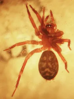Cicurina pusilla thumbnail 1