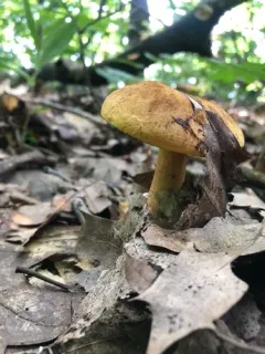 Boletus subluridellus thumbnail 3