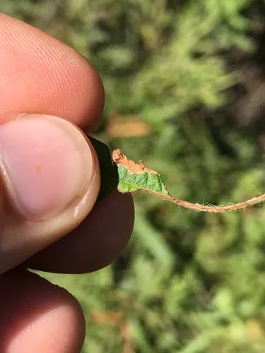 Phyllonorycter comptoniella