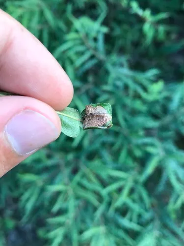Caloptilia asplenifoliatella
