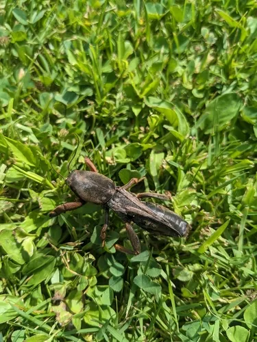 European Mole Cricket