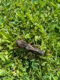 European Mole Cricket thumbnail 1