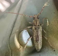 Spined Oak Borer thumbnail 1