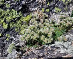silverling thumbnail 3
