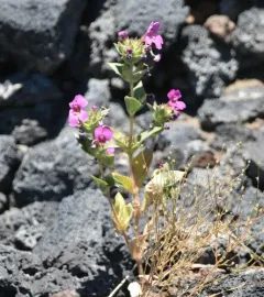 Nesom's Monkeyflower thumbnail 2