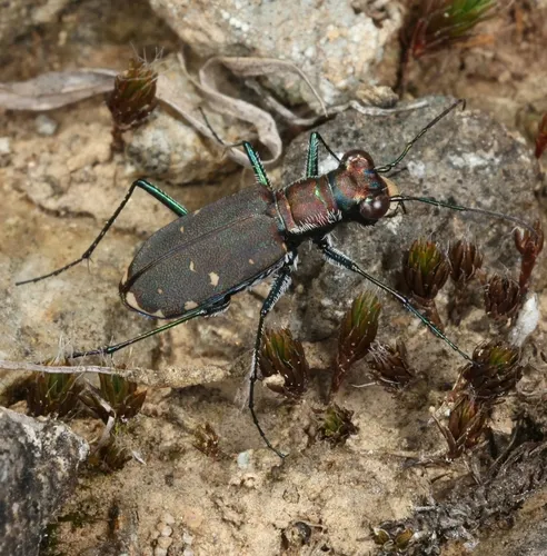 Eastern Red-bellied Tiger Beetle