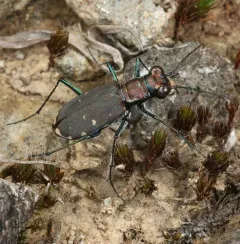 Eastern Red-bellied Tiger Beetle thumbnail 1