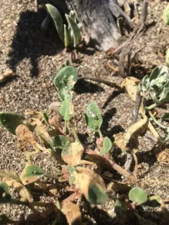Jewel-studded Sand Verbena Sun Moth thumbnail 2