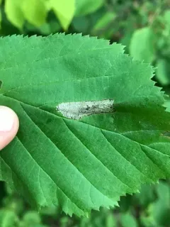 Phyllonorycter intermixta thumbnail 1