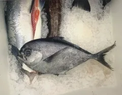 Pacific Pomfret thumbnail 4