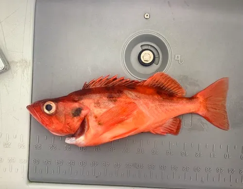 Yellowmouth Rockfish