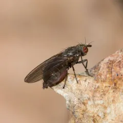 Sapromyza brachysoma thumbnail 4