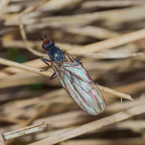 Orbellia petersoni