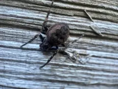 Walnut Orbweaver thumbnail 2