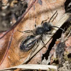 Frigid Mining Bee thumbnail 3