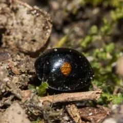 Twice-stabbed Lady Beetle thumbnail 3