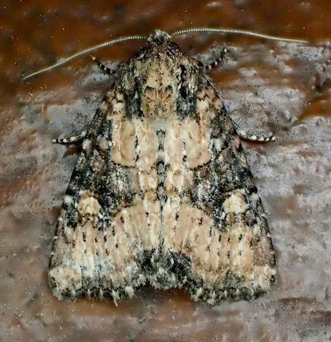Broken-lined Brocade Moth
