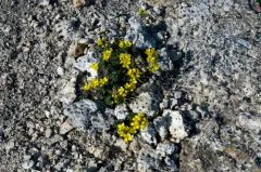 Wallowa Draba thumbnail 3