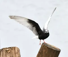 White-winged Tern thumbnail 2