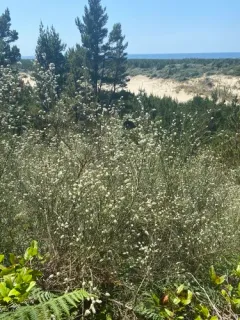 Portuguese Broom thumbnail 4