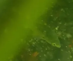 Kelp Surfperch thumbnail 2