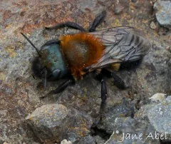 Osmia longula thumbnail 3