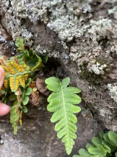Rocky Mountain Polypody thumbnail 4