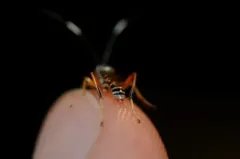 Ambloplisus ornatus thumbnail 4