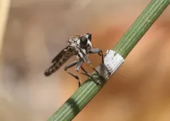 Willistonina bilineata thumbnail 2