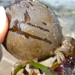kelp lace bryozoan thumbnail 2