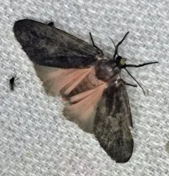 Hypoprepia inculta thumbnail 1