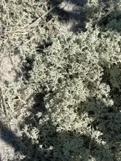 Dune Reindeer Lichen thumbnail 3