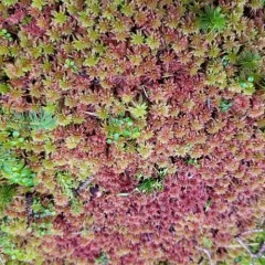 Northern Peatmoss thumbnail 5