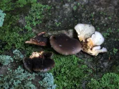Indigo Oyster thumbnail 4