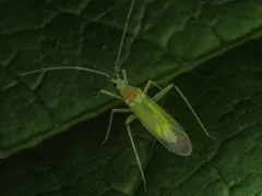 Black-kneed Capsid thumbnail 3