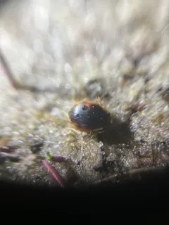 Large-lipped Round Sand Beetle thumbnail 1