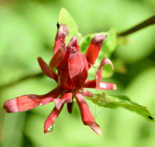 Carolina sweetshrub