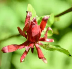 Carolina sweetshrub thumbnail 1