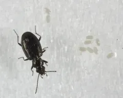 Bembidion quadrifoveolatum thumbnail 2