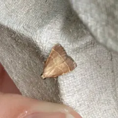 Posturing Arta Moth thumbnail 3