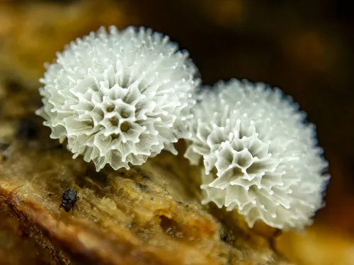 Honeycomb Coral Slime Mold