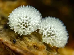Honeycomb Coral Slime Mold thumbnail 1